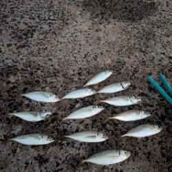 朝マズメのサビキから泳がせ釣りへ！