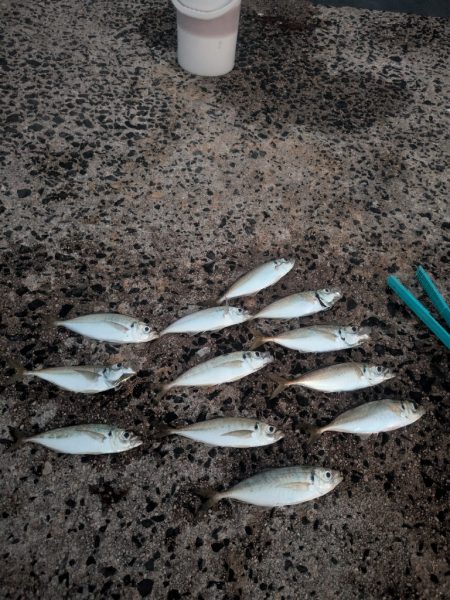 朝マズメのサビキから泳がせ釣りへ！