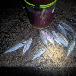 サビキとカゴ釣りでアジ大漁