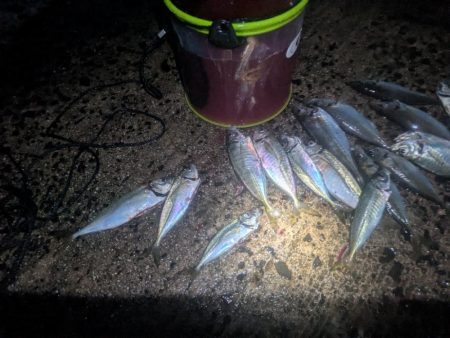 サビキとカゴ釣りでアジ大漁