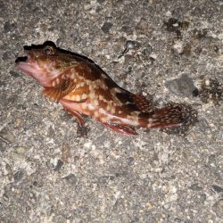 結局、小物釣り