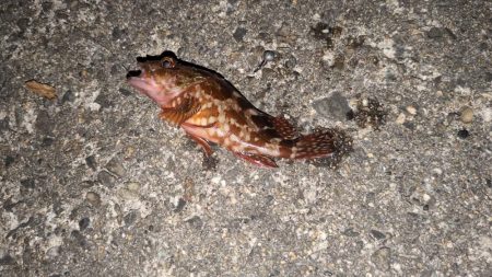 結局、小物釣り