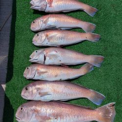 幻のシロアマダイ