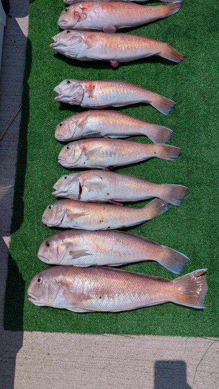 幻のシロアマダイ