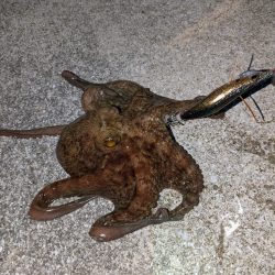 なんだかんだ釣れるタコ