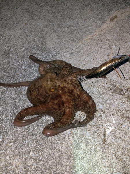 なんだかんだ釣れるタコ