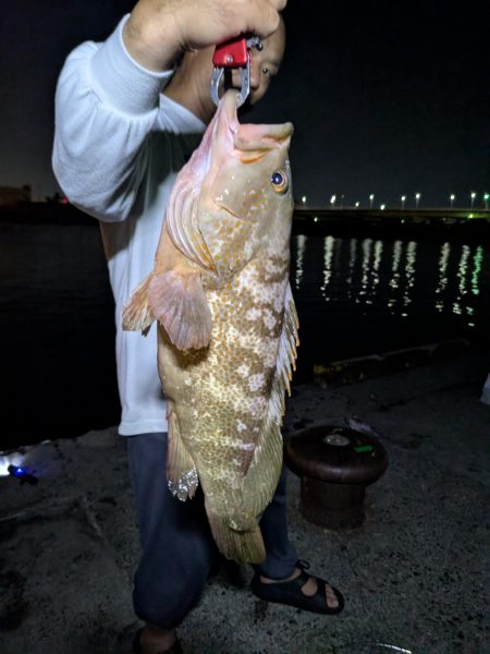 ランカーアコウ！