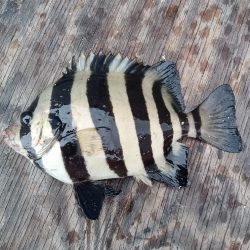 一発フカセ釣り