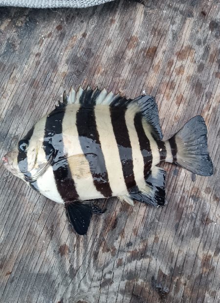 一発フカセ釣り