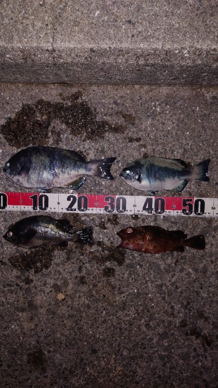 電気ウキ釣り 10