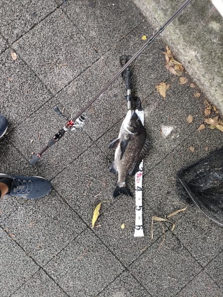 チヌの落とし込み釣り(ヘチ釣り)