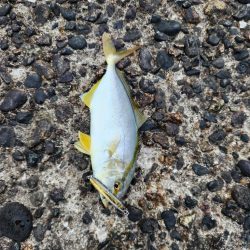 久しぶりの青物