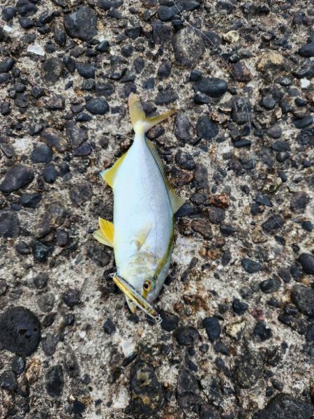 久しぶりの青物