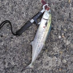 サゴシ祭りとは、、、