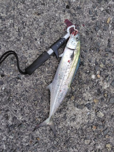 サゴシ祭りとは、、、