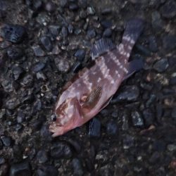 盆の釣り　1日目