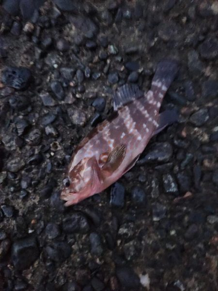 盆の釣り　1日目