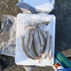 苅屋海岸のキス釣り