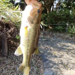 チャビングでまさかのゲスト