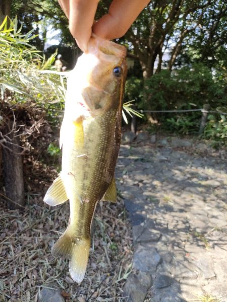 チャビングでまさかのゲスト