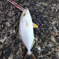 盆の釣り　2日目