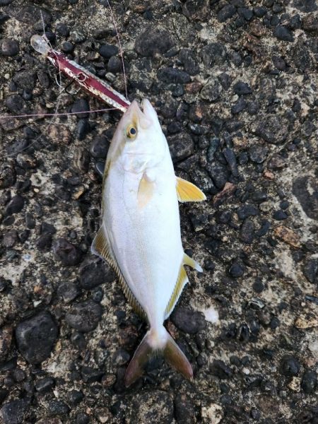 盆の釣り　2日目