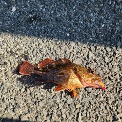 盆の釣り　3日目