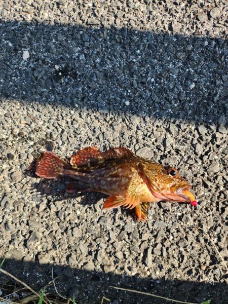 盆の釣り　3日目