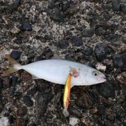 盆の釣り　4日目