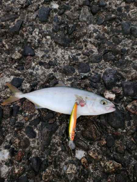 盆の釣り　4日目