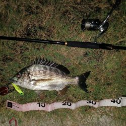 久しぶり釣行でチヌ2尾