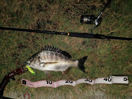 久しぶり釣行でチヌ2尾