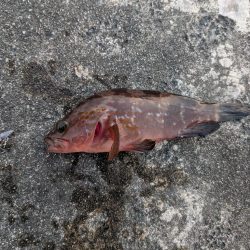 テールピロピロ