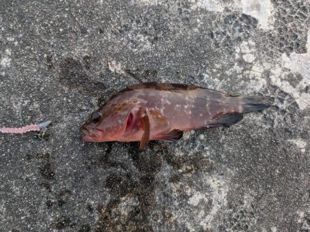 テールピロピロ