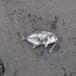 久しぶりのアイツ