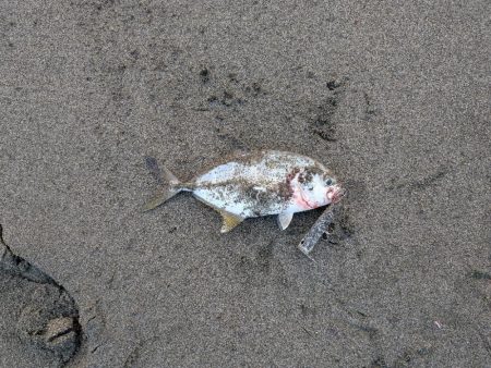 久しぶりのアイツ