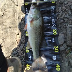 ディープから2本