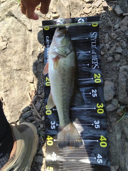 ディープから2本