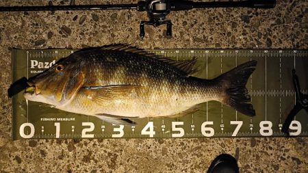 ヒラスズキの湧く堤防でモンスターと遭遇！