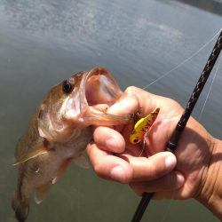 ディープから2本