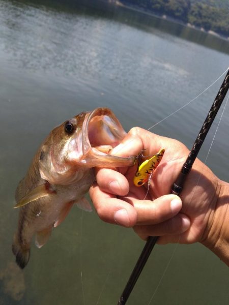 ディープから2本