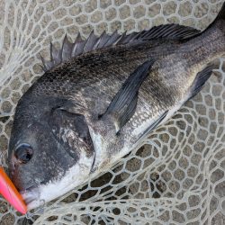 広島チニング昼チヌトップ、夜敷石ネチネチニング