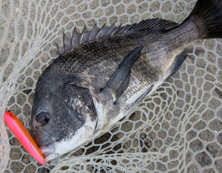 広島チニング昼チヌトップ、夜敷石ネチネチニ…