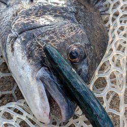 自作ペンシルでチヌトップ→ナイト敷石ダッドフィーバー