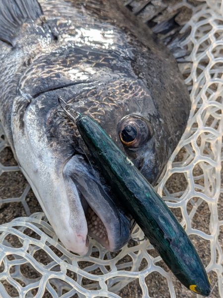 自作ペンシルでチヌトップ→ナイト敷石ダッドフィーバー