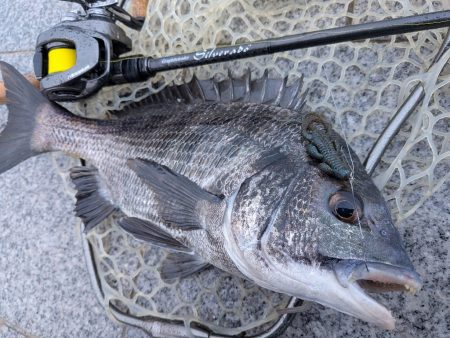 広島チニング棚部会!