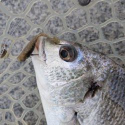 広島チニング小型のバイトに後輩リグ！