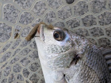 広島チニング小型のバイトに後輩リグ！