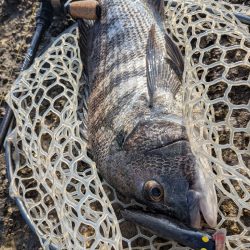 広島チニングイベント&自作ルアーでチヌトップ