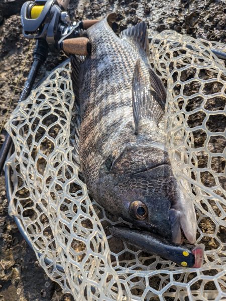 広島チニングイベント&自作ルアーで…